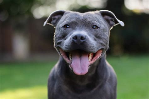 staffords bull terrier.